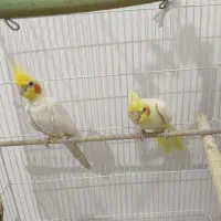 عروس هلندی مولد