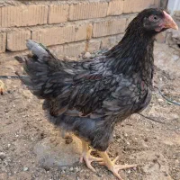 جوجه ایام .بلو.اورنج.جی اس جی .برهما و اراکانا|حیوانات مزرعه|شیراز, شهرک کوشکک|دیوار