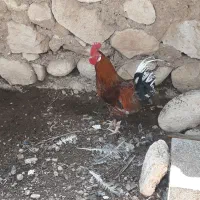 خروس گلین اصل|حیوانات مزرعه|جم, |دیوار