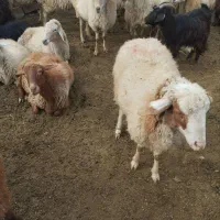 کوسفند|حیوانات مزرعه|ارشق, |دیوار