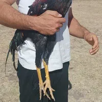 جوجه خروس لاری