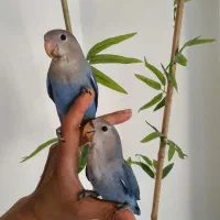 طوطی برزیلی|پرنده|فردیس, دهکده|دیوار