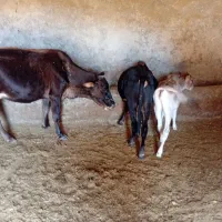 چک صیادی معتبر