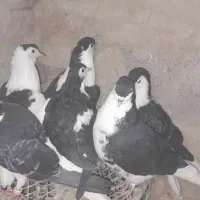 کبوتر کفتر ساده|پرنده|زیرکوه, |دیوار