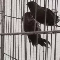 جفت بنگالی باتخم همراه قفس|پرنده|تبریز, |دیوار