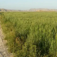 نیازمند بیلر