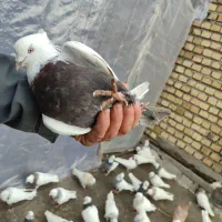 کبوتر طوقی|حیوانات|اسلام‌‌آباد غرب, |دیوار