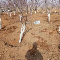 انجام کلیه کارهای باغبانی وسم پاشی و تیلرزدن