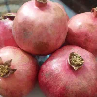 فروش انار رباب|عمدهفروشی|داراب, |دیوار