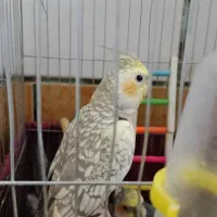 عروس لوتینیو گل باغالی سینامون نروماده|پرنده|اهواز, فتح|دیوار