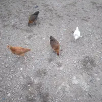 مرغ و جوجه محلی