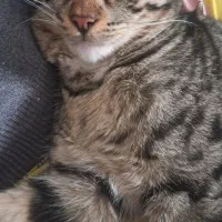 گربه امانتی