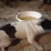 یک سگ خرطول|سگ|ملایر, |دیوار