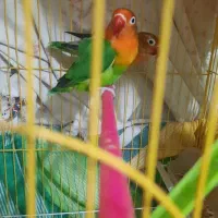 جفت طوطی کوتوله برزیلی با قفس|پرنده|بندرعباس, |دیوار