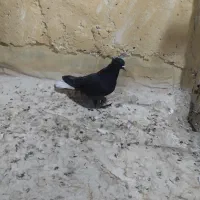کفتر اصفهانی