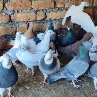 پرنده فروشی|پرنده|باغ بهادران, |دیوار