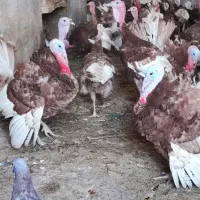 فروش. بوقلمون|حیوانات مزرعه|یزد, |دیوار