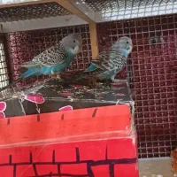 مرغ عشق و عروس هلندی بالغ جفت داده