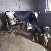 گاو با گوساله گوساله لیشه|حیوانات مزرعه|رشت, پیرکلاچای|دیوار