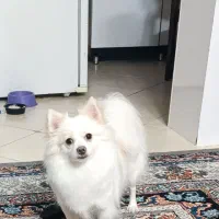 پامر روباهی