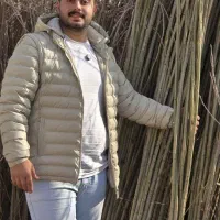 صنوبر پر بازده با سازگاری اقلیمی بالا