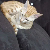 گربه ماده....واگذاری رایگان