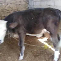 گاو و گوساله|حیوانات مزرعه|برازجان, |دیوار