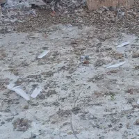 کبوتر‌پرشی‌‌برای‌فروش|پرنده|گرگان, |دیوار