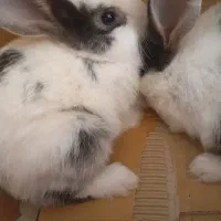 بچه خرگوش نر ماده چشم آبی