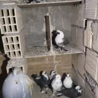 7عدد کبوتر نقش قیمت 4900|پرنده|سیرجان, |دیوار