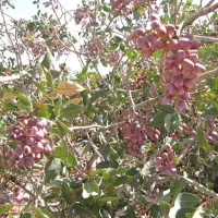 باغ شاهین شهر ،گرگاب، قابل معاوضه و تهاتر|فروش خانه و ویلا|شاهینشهر, فرودگاه هسا|دیوار