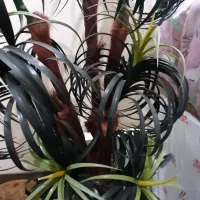 فروش نخل مصنوعی خارجی|گل مصنوعی|برخوار, |دیوار