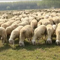 گوسفند نر کیلویی590000 زنده بره ماده کیلویی 570000