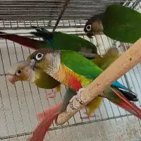 طوطی گرینچیک خورشیدی