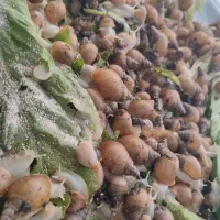 حلزون|خزنده|کرج, حصارک پایین|دیوار