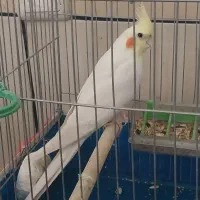 جفت عروس هلندی|پرنده|خمینی‌شهر, |دیوار