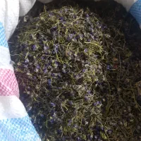 گل بنفشه درجه یک  کیلویی ۴تومن