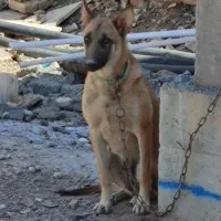 ژرمن و بلژیکی