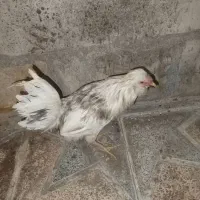 خروس گلین