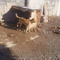 سگ نگهبان|سگ|نیشابور, دربقاضی|دیوار