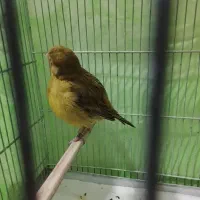 قناری نر فروشی