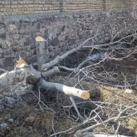 چوب بری سیار سجادی