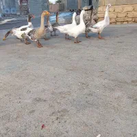 غاز محلی|حیوانات مزرعه|ماهیدشت, |دیوار