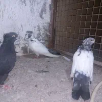 چند عدد کردم سبز بلند کشیده|پرنده|قائمشهر, |دیوار