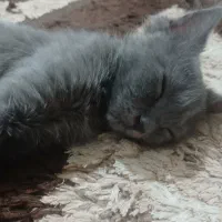 گربه نزاد راشن بلو،رنگ خاکستری