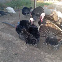 عرضه تخم بوقلمون و مرغ نطفه دار|حیوانات مزرعه|شاهین‌شهر, شهرک میلاد|دیوار