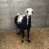 بره قوچ افشار پلنگی