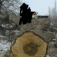 خرید انواع درخت|خدمات باغبانی و درختکاری|خوی, |دیوار