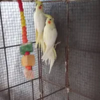 جفت لوتینو مولد بشرط