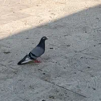کبوتر پلاکی|پرنده|بندر گناوه, |دیوار